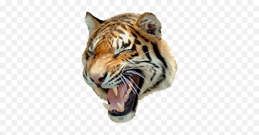 Download Hd Angry Tiger Png - Uncle Grandpa Tiger Angry Angry Tiger Images Png,Tiger Png