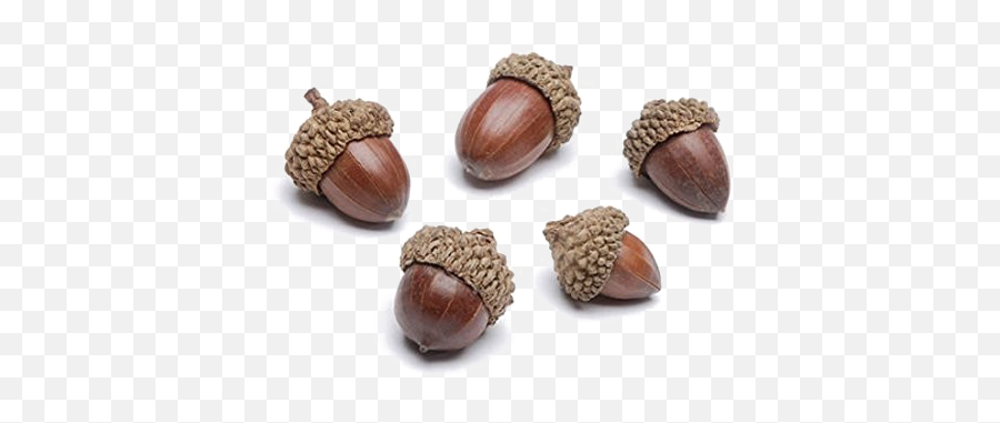 Acorn Transparent Image - Small Acorn Png,Acorn Transparent Background