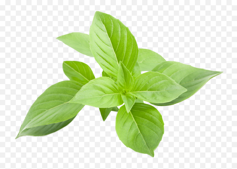 Greek Leaves Png Images Collection For Basil