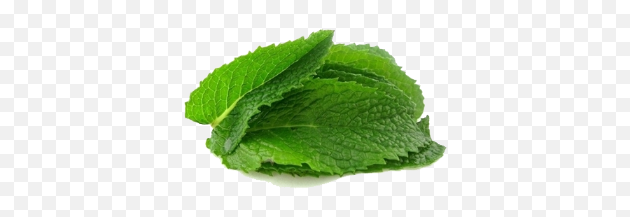 Download Mint Transparent Background - Mint Leaves No Background Png,Mint Transparent