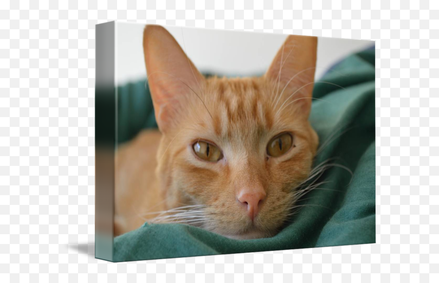 Orange Tabby Cat Posing By David Rifkind - Tabby Cat Png,Orange Cat Png