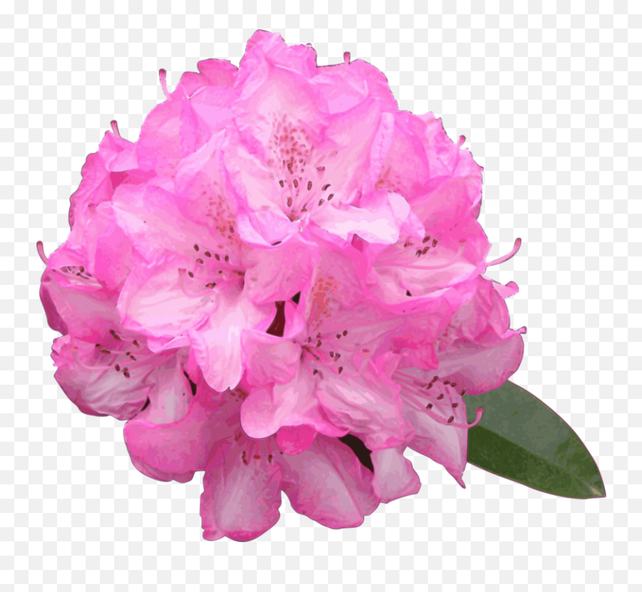 Pink Plant Flower Png Clipart - Rhododendron Png,Azalea Png