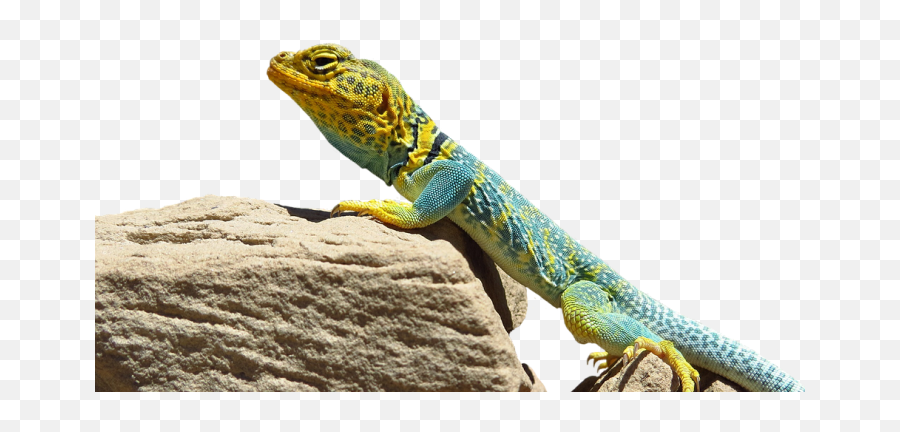 Collared Lizard Transparent Png Image Free Clipart Vectors - Reptiles,Lizard Png