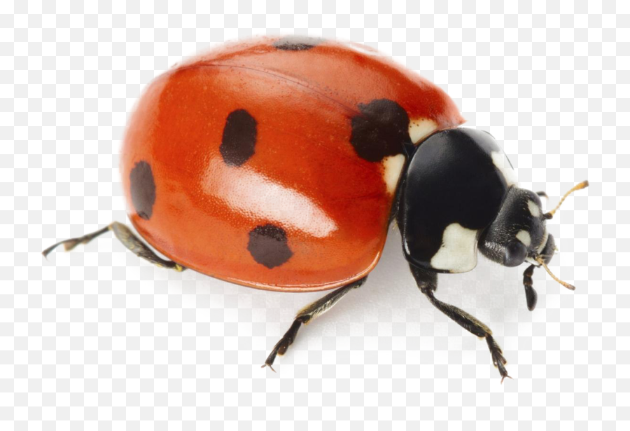 Png Images Transparent Background - Lady Bug On White,Ladybug Png