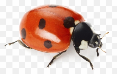 Png Images Transparent Background - Lady Bug On White,Ladybug Png