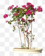 Bouganvillea04l - Transparent Background Plants Flowers Png,Bougainvillea Png