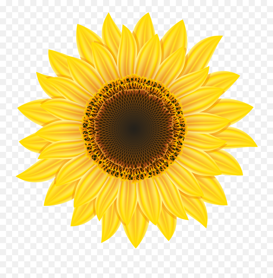 Free Sunflower Clipart Transparent - Sunflower Clipart Png,Sunflower Transparent Background