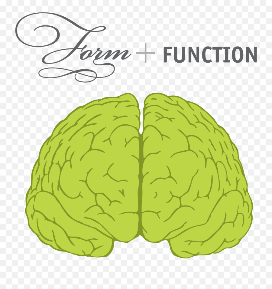 Download Boom Shaka - Brain Front View Full Size Png Image Brain Front View Png,Brain Clipart Transparent Background