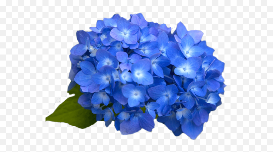 Free Online Flowers Flower Beautiful Nature Vector For - Transparent Periwinkle Flower Png,Hydrangea Png