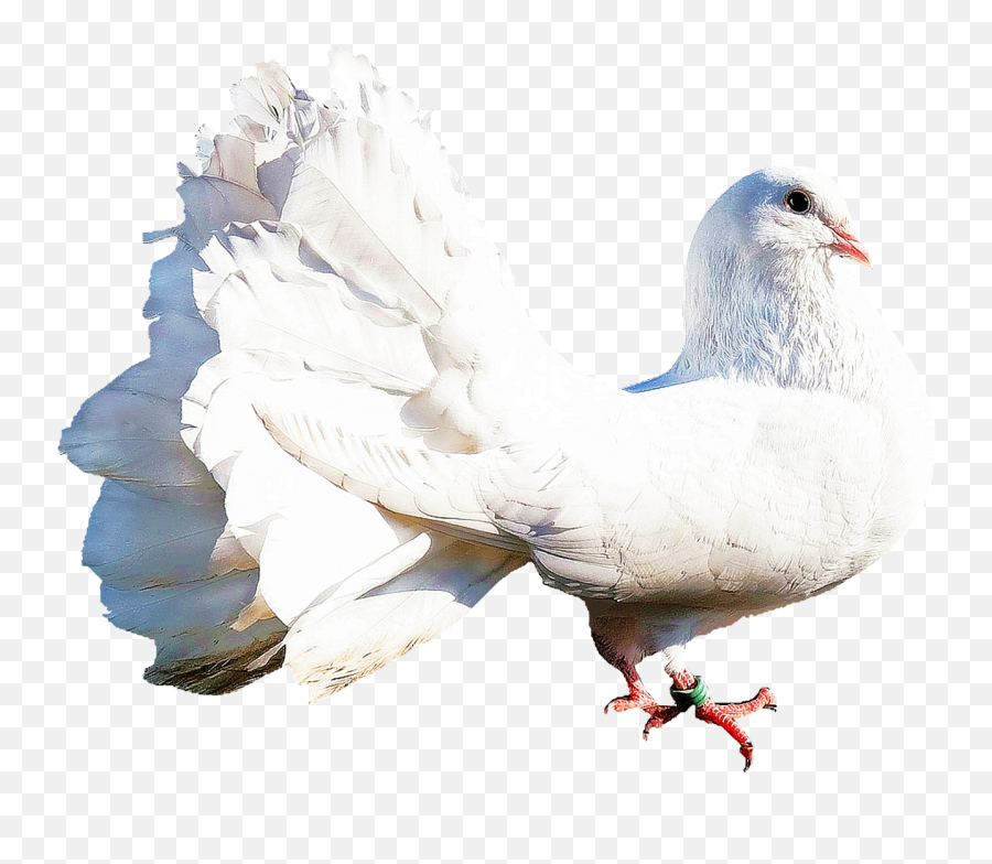 Isolated White Dove Bird Nature - Dove Nature Png,White Doves Png