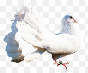 Isolated White Dove Bird Nature - Dove Nature Png,White Doves Png