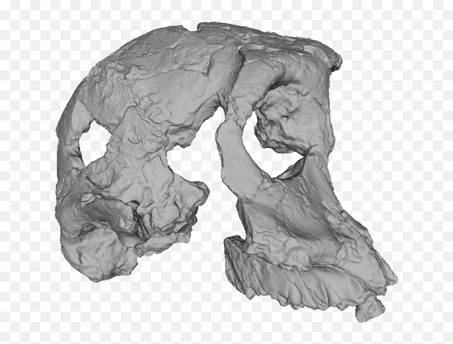 Africanfossils - Sketch Png,3d Skull Png