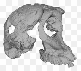 Africanfossils - Sketch Png,3d Skull Png