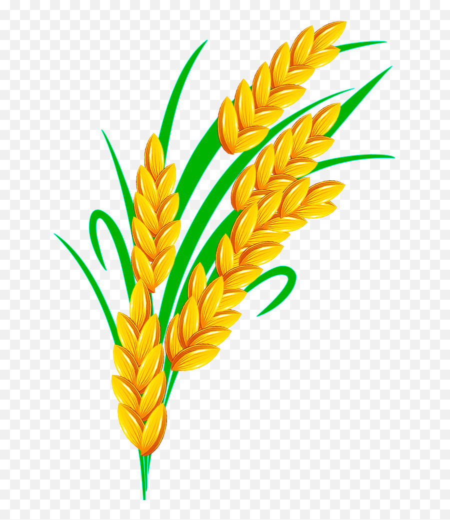 Rice Euclidean Vector - Rice Grain Vector Transparent Transparent Rice Vector Png,Grain Png