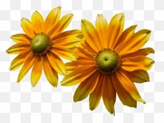 Free transparent girasol png images, page 1 