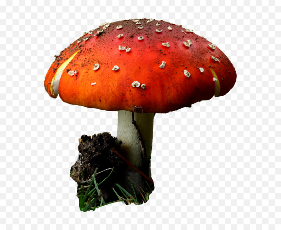 Red Mushroom Png - Red Mushroom On Transparent Background,Mushroom Transparent