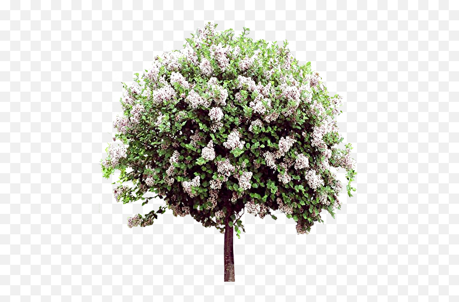 Lilac Flowers Png Images Free Download - Lilac,Lilac Png