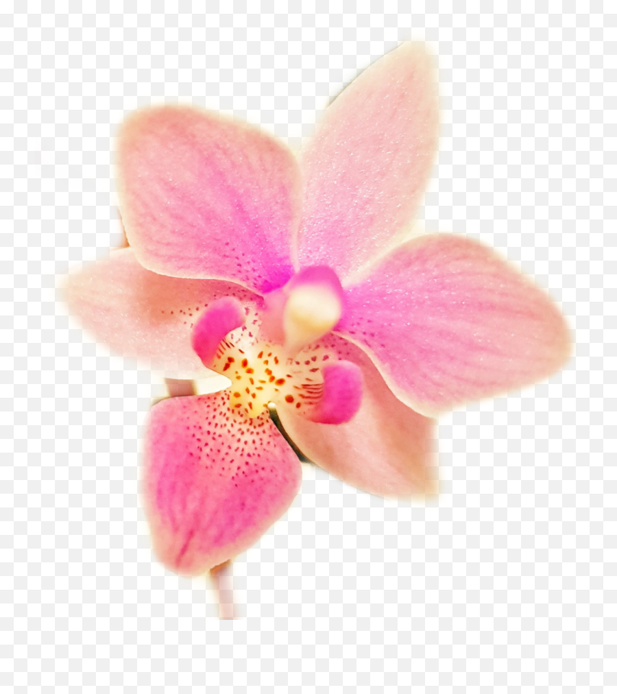 Orchids Png - Flower Sticker Orchids Of The Philippines Phalaenopsis Equestris,Orchids Png