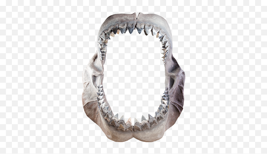 Whatu0027s Inside - Ripleyu0027s Believe It Or Not Amsterdam Fang Png,Shark Teeth Png