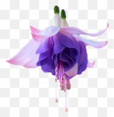 Download Hd The Gallery For U003e Transparent Tumblr Collage - Fuchsia Flower Png