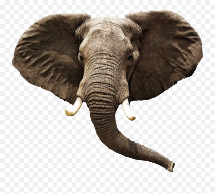 Elephant - Transparent Animal Head Png,Elephant Head Png