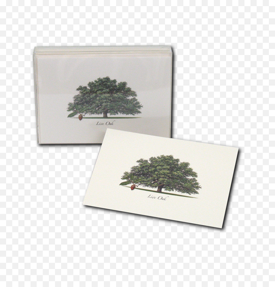 Live Oak Boxed Notes - Juniper Png,Live Oak Png