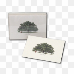 Live Oak Boxed Notes - Juniper Png,Live Oak Png