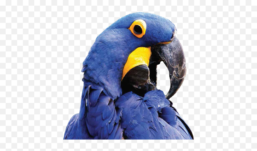 Pet Food Products Supplies - Hyacinth Macaw Png,Cockatiel Icon