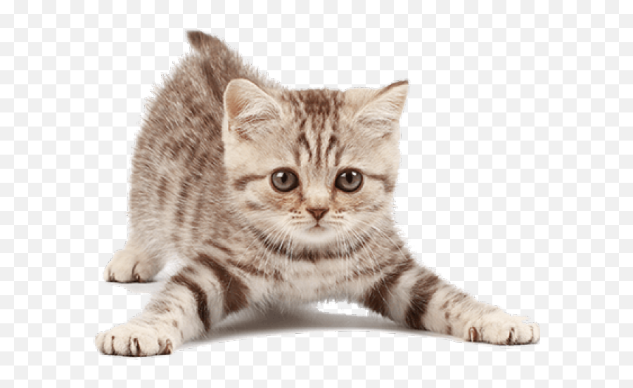 Cats Transparent Png Images Page2 Stickpng - Free Png Image,Cat With Transparent Background