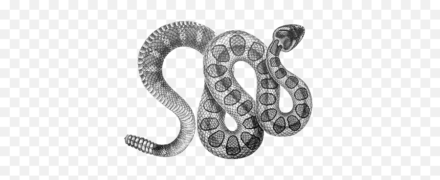 Diamondback Snake Png Download Image Arts - Rattle Snake Clip Art,Black Snake Png