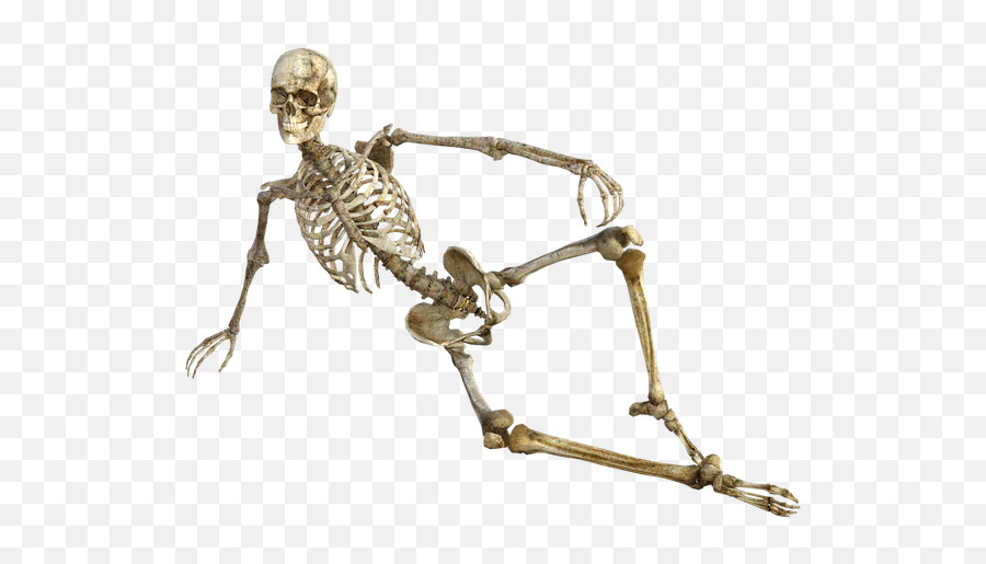 Transparent Skeleton Bones - Kinky Wholesome Memes Png,Bone Transparent Background