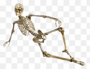 Transparent Skeleton Bones - Kinky Wholesome Memes png