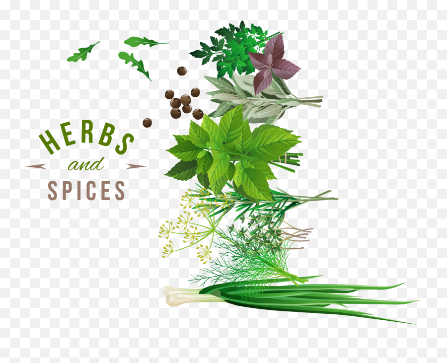 Download Herb Spice Vegetable - Transparent Background Herbs Png,Herbs Png