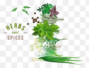 Download Herb Spice Vegetable - Transparent Background Herbs Png,Herbs Png