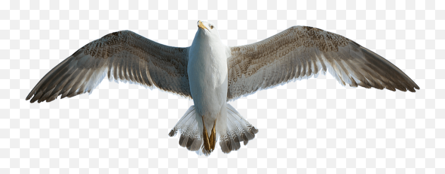 Seagull Transparent Png Image - Seagull Wings Png,Seagull Png