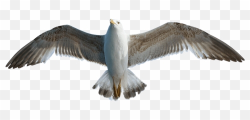 Seagull Transparent Png Image - Seagull Wings Png,Seagull Png