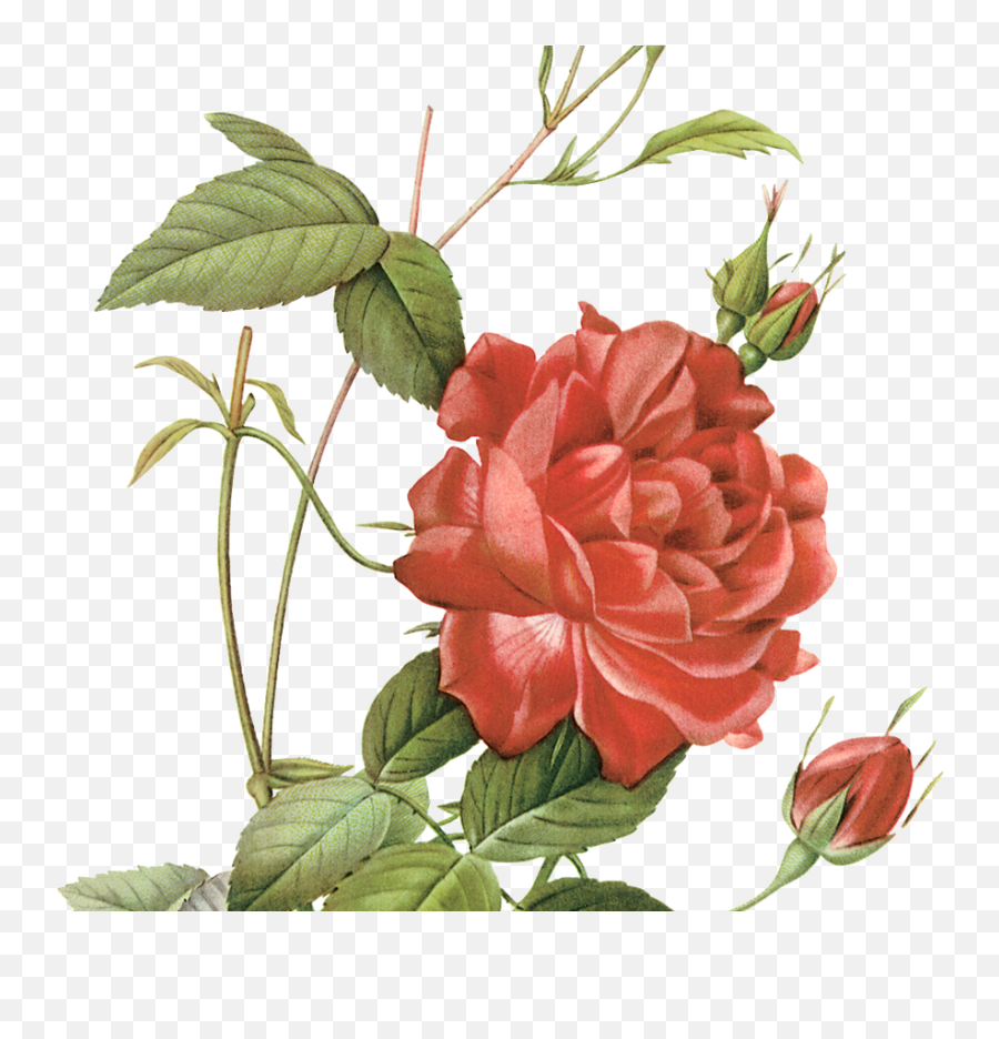 Rose Botanical Drawing Free Download - Illustration Botanical Rose Drawing Png,Beauty And The Beast Rose Png