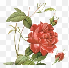 Rose Botanical Drawing Free Download - Illustration Botanical Rose Drawing Png,Beauty And The Beast Rose Png