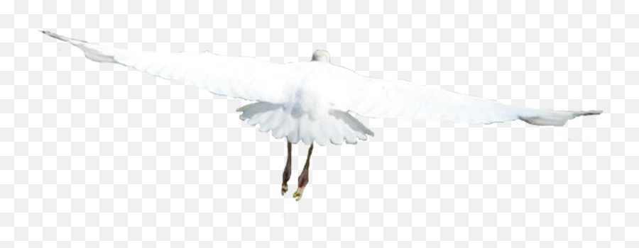 White Birds Flying Png 4 Image - European Herring Gull,Bird Flying Png