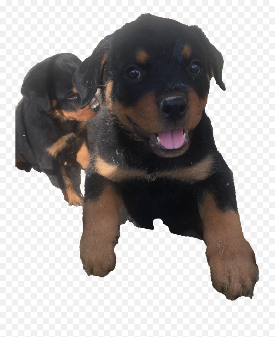 Rottweiler Puppy Png Clipart - Male Rottweiler Puppies,Puppy Clipart Png