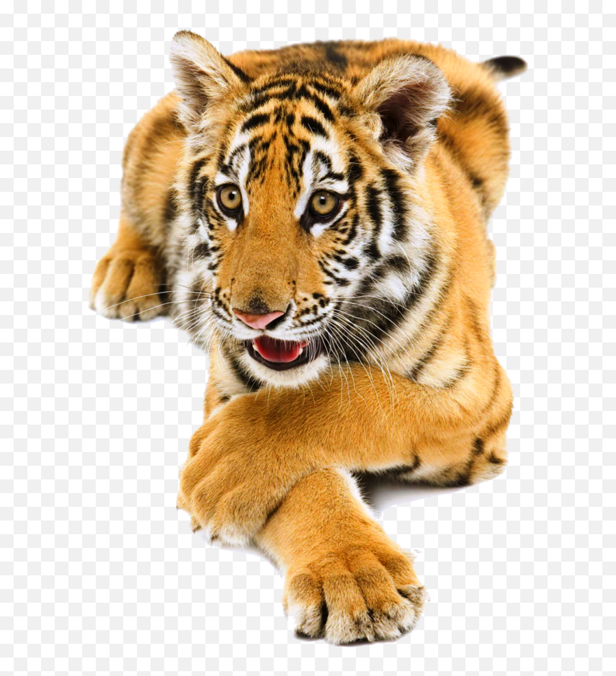 Siberian Tiger Png Pic Mart - Bengal Tiger,Tiger Png