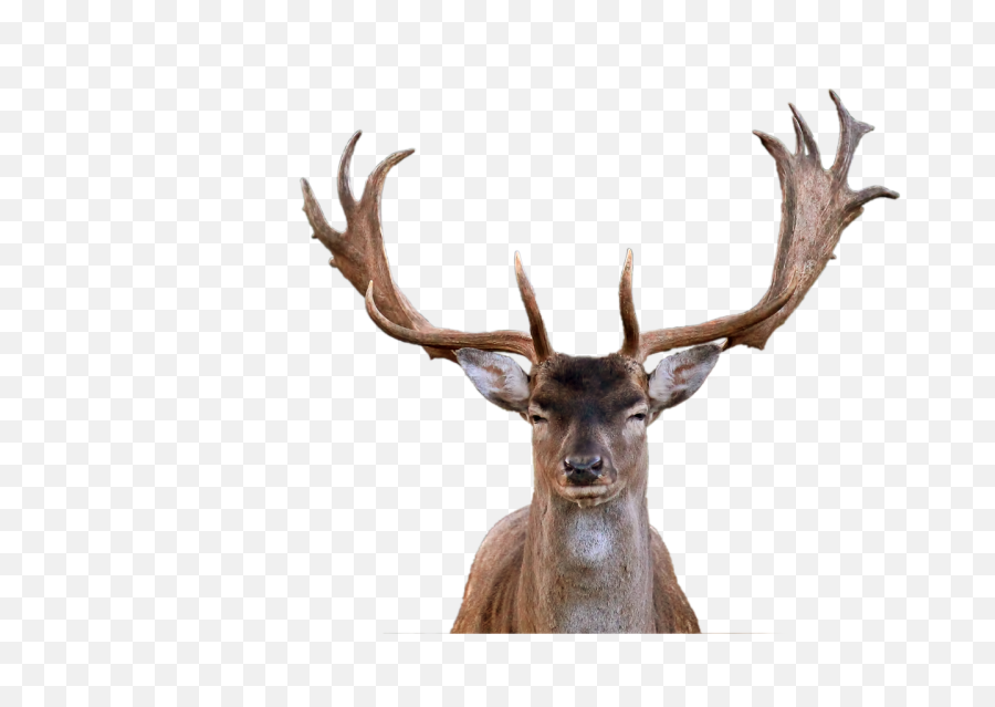 Hirsch Fallow Deer Antler - Free Image On Pixabay Deer Head Png,Deer Skull Png