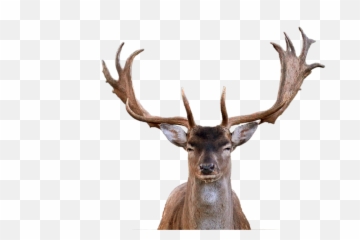 Hirsch Fallow Deer Antler - Free image on Pixabay Head Png