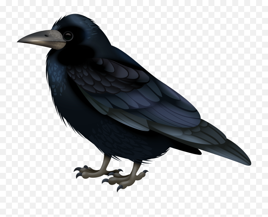 Raven Png 65 - Photo 6910 Transparent Image For Free Png,Raven Transparent