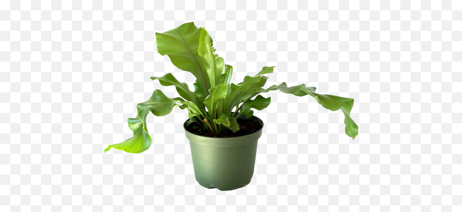 House Plant Birdu0027s Nest Fern - Unique And Unusual Indoor Syngonium White Butterfly Png,House Plant Png