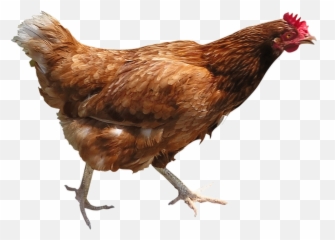 Chicken Png Pictures Spawning Grilled Cooked - Png