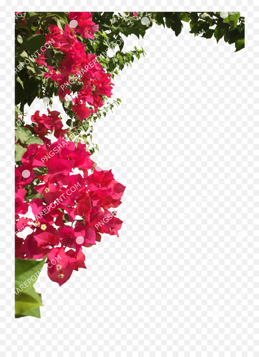 Bougainvillea Png - Bougainvillea Png,Bougainvillea Png
