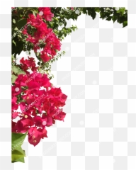 Bougainvillea Png - Bougainvillea Png,Bougainvillea Png