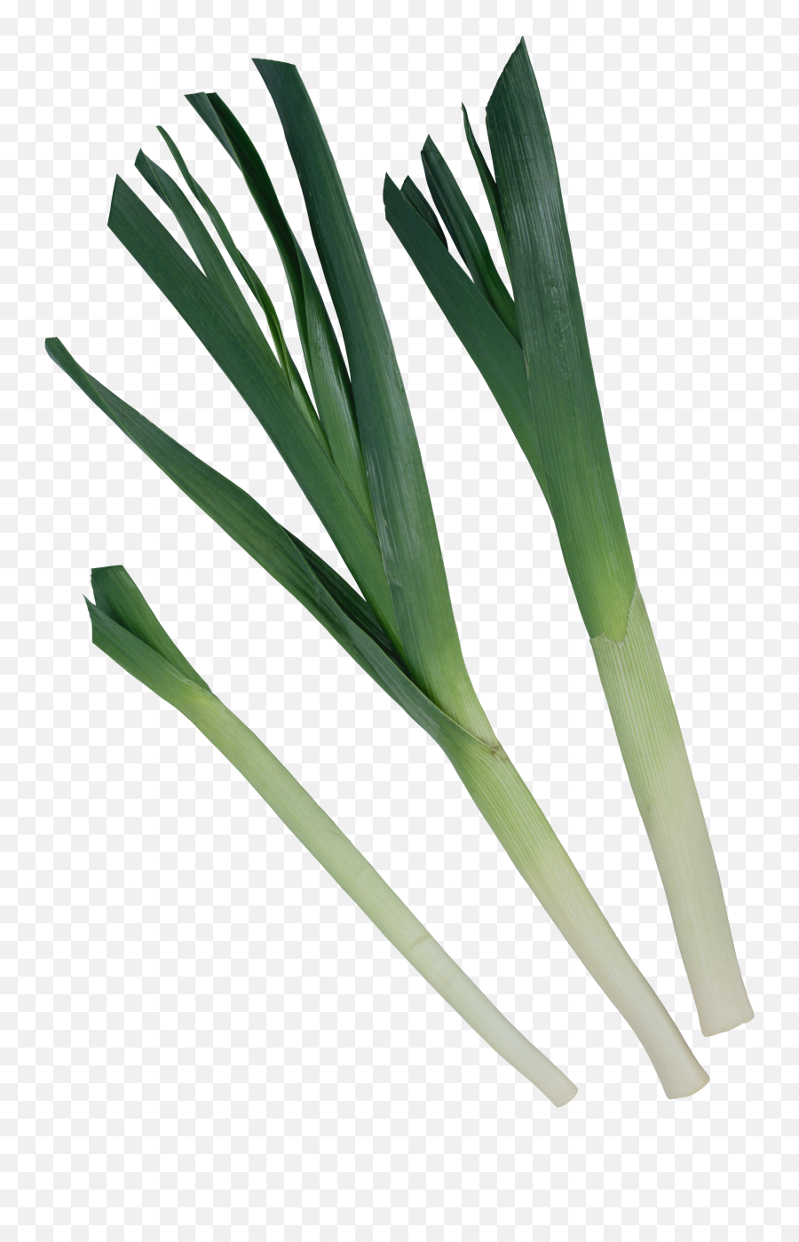 69 Leek Png Image Collection Free Download - Garlic,Yucca Png