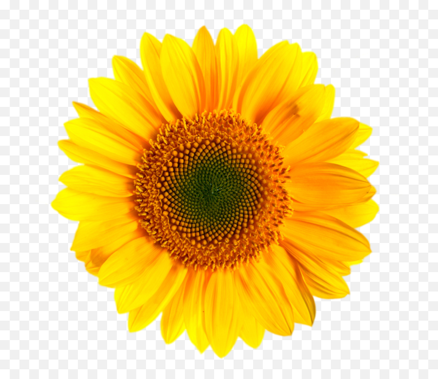 Transparent Background Vector - Transparent Background Sunflower Png,Sunflower Transparent Background